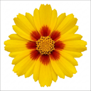 Coreopsis Solar Jewel Live Perennial Plants