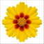1 Coreopsis Solar Jewel Live Perennial Plant, Hardy Summer Flowering Garden, 3 Litre Root-Ball