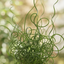 1 Large Plant - Juncus Spiralis, Ready to Plant in Your Garden, 2L Pot