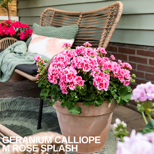 Pink geranium flowering in a terracotta pot on a patio beside a wicker chair