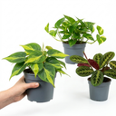 3 Jungle Shelf Trailing Houseplants Plant (1L Pot)