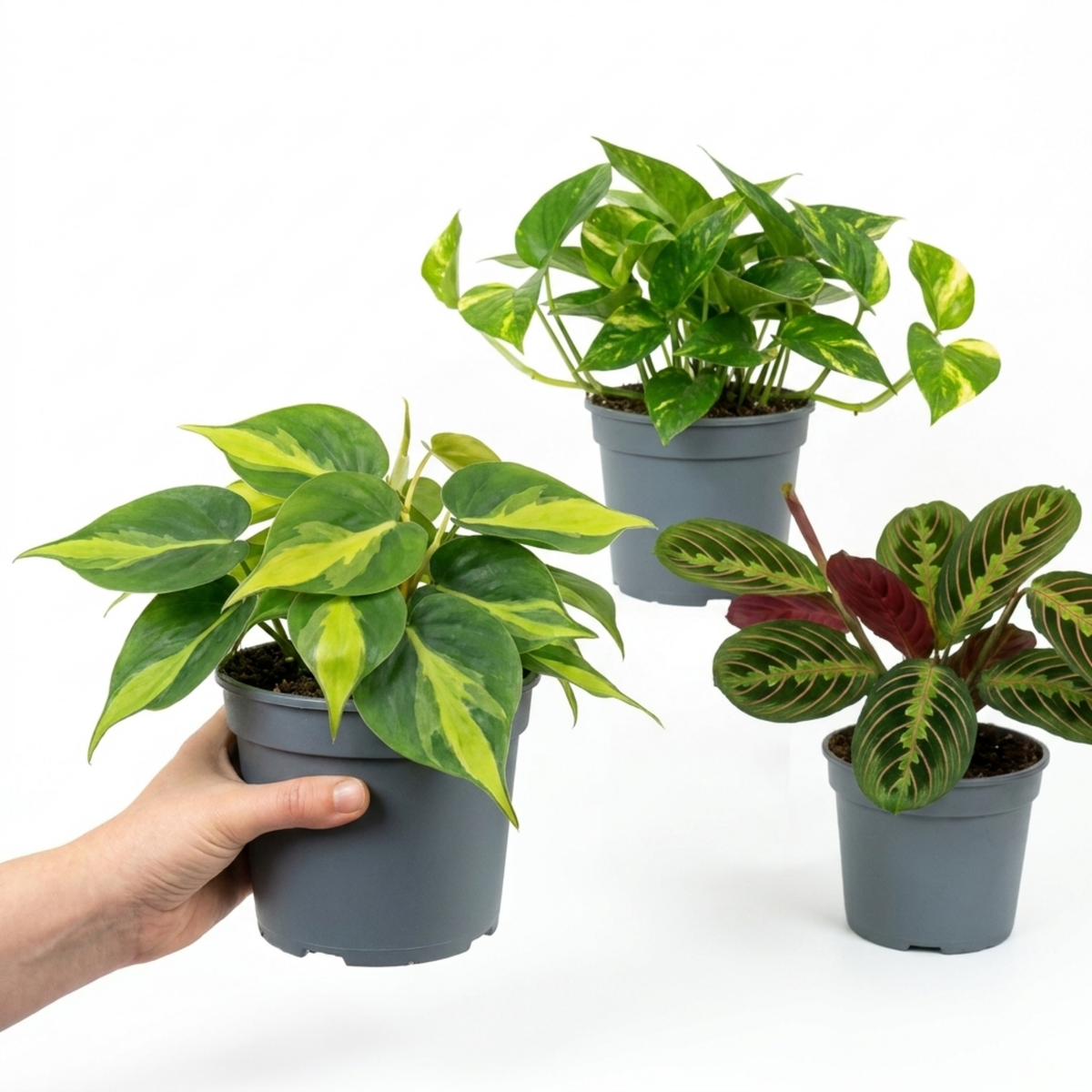 Philodendron 'Brasil', Golden Pothos & Maranta 'Fascinator' – Trailing Houseplant Collection (Set of 3)