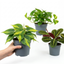 3 Jungle Shelf Trailing Houseplants, Live Indoor Plant Collection, Easy Care, 1 Litre Root Ball