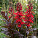 Lobelia Starship Bronze Leaf Upright Plants (Set of 3 or 6)