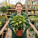 Aucuba Japonica Variegata Spotted Laurel Plants