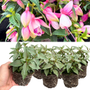 Set of 3 or 6 Large, Garden Ready Plants - Fuchsia Bella Lisa (Pink & White)