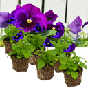 Pansy Delta Pro Neon Violet Plants (Set of 3 or 6)