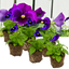 Set of 3 or 6 Large Plants - Pansy Delta Pro Neon Violet, Ready to Plant in Your Garden