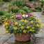 Set of 3 or 6 Sedum Oracle Hardy Perennial Stonecrop Plants, Low Maintenance, Bee Friendly, Drought Tolerant Ground Cover, Outdoor Garden Ready, 11cm Root-Ball