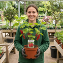 Redcurrant Jonkheer Van Tets Fruit Bush Plant (2L Pot)