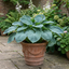 1 Hosta Blue Mammoth Plant, Large Outdoor Garden Ready Hardy Perennial for Shade, 17cm/2 Litre Root Ball