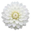 Dahlia Maggiore White Plants