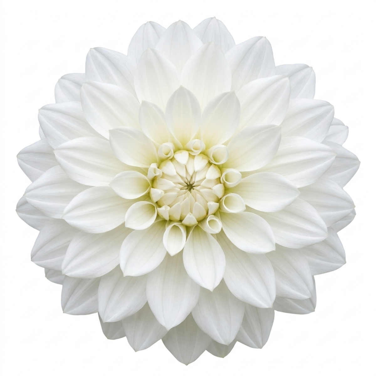 Dahlia 'Maggiore White' – Decorative Bedding Dahlia (3L Pot)