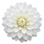 1 Dahlia Maggiore White Live Plant, Summer Flowering Outdoor Garden Ready, 3 Litre Root Ball
