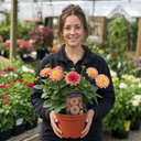 Dahlia Dahlegria Tricolour Plant (3L Pot)