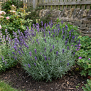 Lavender Hidcote Blue Plants
