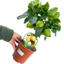 Mini Lemon Tree Plant