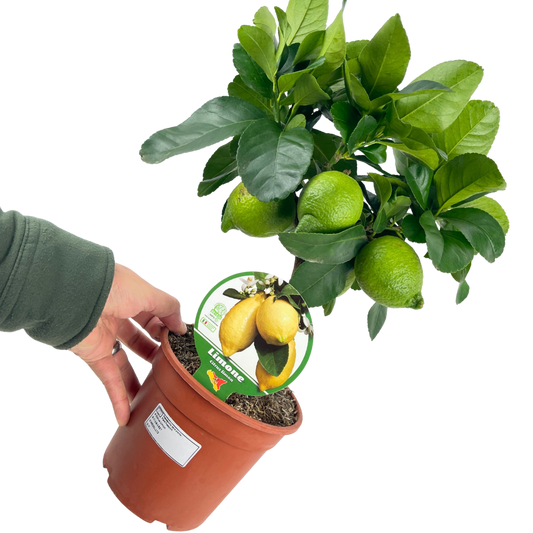 Lemon – Mini Evergreen Citrus Tree (15cm Pot)