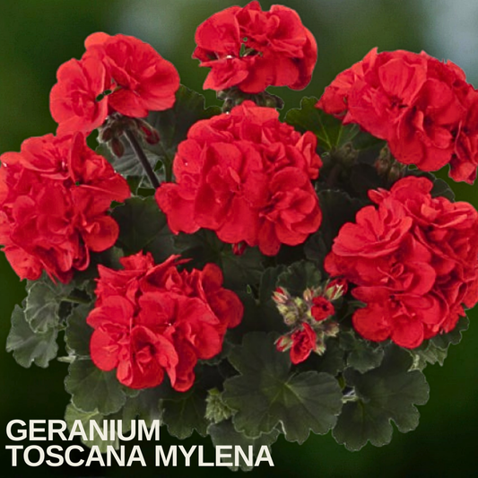 Bright red double zonal geranium flower heads above dark green leaves, caption text overlaid