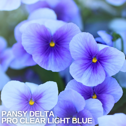 Pale blue pansies with violet veining and bright yellow centres