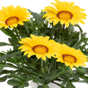 Gazania Kiss Yellow Improved Plants (Set of 3 or 6)