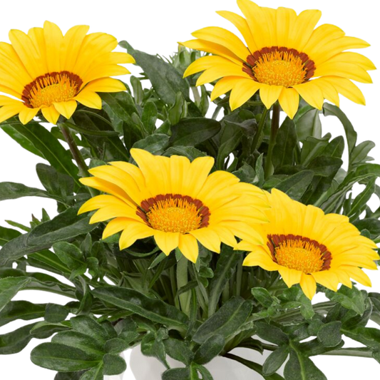 Yellow gazania daisies with red-brown rings around golden centres in a white pot