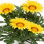 Set of 3 or 6  Large Plants - Gazania Kiss Yellow Improved, Ready to Plant in Your Garden