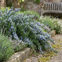 Rosemary Blue Rain Herb Plants (Set of 3 or 6)