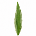 3 Litre Hosta Silly Strings Plants in Nursery Pots