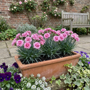 Fragrant Dianthus Plants (Set of 3 or 6)