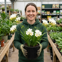 Freesia White River Perennial Plants