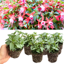 Set of 3 or 6 Large, Garden Ready Plants - Fuchsia Bella Nikita (Rose & Purple)