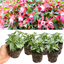 Set of 3 or 6 Large, Garden Ready Plants - Fuchsia Bella Nikita (Rose & Purple)