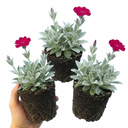 Lychnis atrosanguinea Plants (Set of 3 or 6)