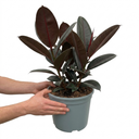 Ficus Abidjan Rubber Plants