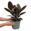 1 Ficus Abidjan Rubber Plant, Large Tropical Indoor Houseplant, 5 Litre Root Ball