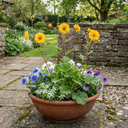 Geum Lady Stratheden Plants (Set of 3 or 6)