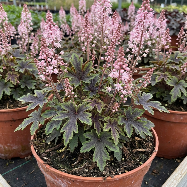 Pink Plants