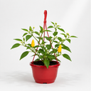 Chilli Pepper 25cm Hanging Basket, Peppers from Heaven, Pots