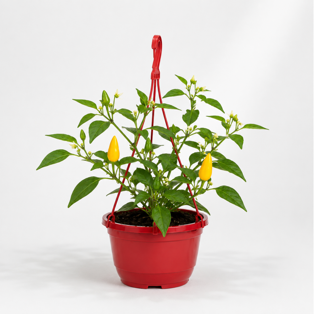Chilli 'Peppers from Heaven Yellow' – Compact Cropping Chilli (25cm Hanging Basket)