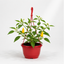Chilli Pepper 25cm Hanging Basket, Peppers from Heaven, Pots