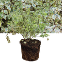 Pittosporum Variegatum Plant