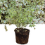 Pittosporum Variegatum