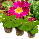 Polyanthus Stella Cherryade Plants (Set of 3 or 6)