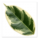 Ficus Twilight Weeping Fig Indoor Plants