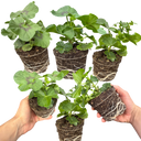 Geranium Sunflair Joscina Hot Pink Plants (Set of 3 or 6)