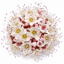 Physocarpus Diable D'or Plant (3L Pot)