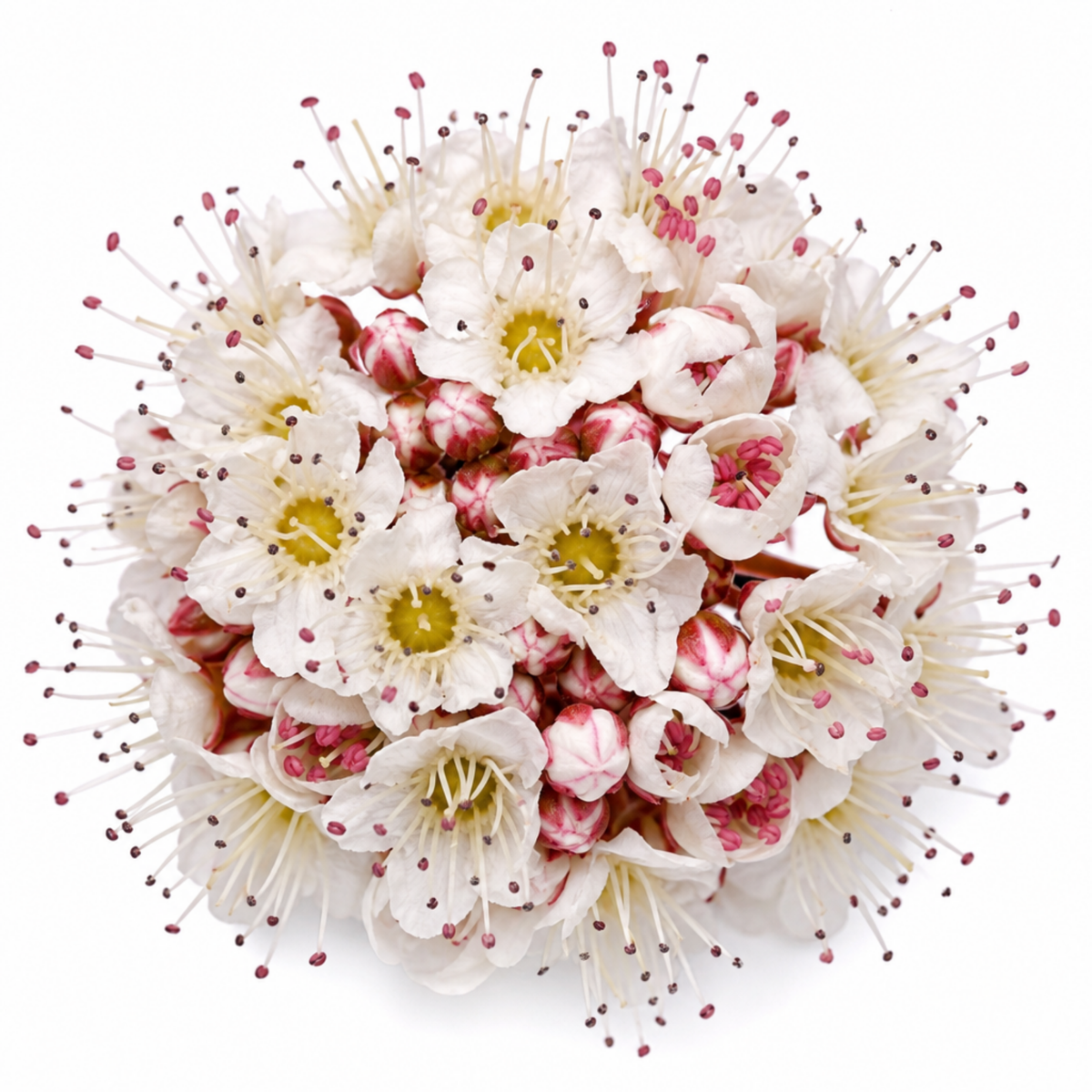 Physocarpus opulifolius 'Diable d'Or' (Ninebark) – Coloured Leaf Shrub (3L Pot)