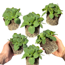 Petunia Dekko Rose Star Plants (Set of 3 or 6)