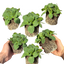 Set of 3 or 6 Large Plants - Petunia Dekko Rose Star, Outdoor Garden Ready